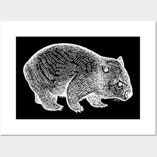 Wombat 01 Posters and Art